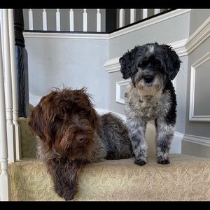 Meet your Posher, Missy